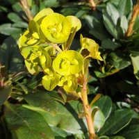 Euphorbia amygdaloides robbiae